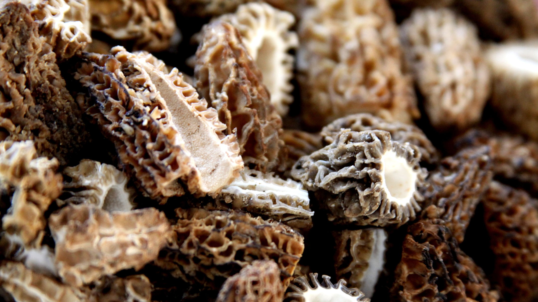 Morels